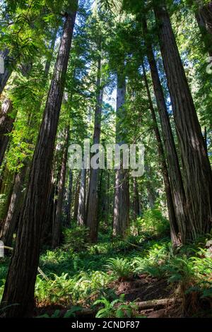 Riesige Redwood Bäume auf dem Trillium Trail, Redwood National und State Parks, Kalifornien, USA Stockfoto