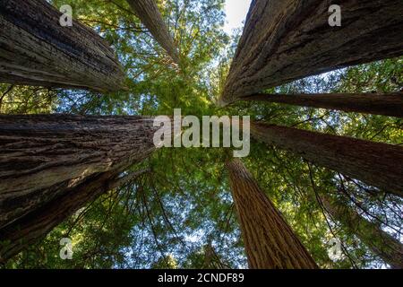 Riesige Redwoods auf dem Lady Bird Johnson Trail im Redwood National Park, Kalifornien, USA Stockfoto