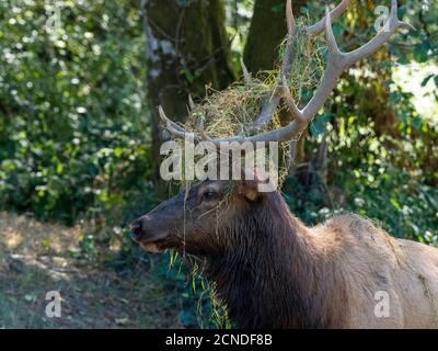 Ausgewachsener Bulle Roosevelt Elk (Cervus canadensis roosevelti), in Rut nahe Highway 101, California, Vereinigte Staaten von Amerika Stockfoto