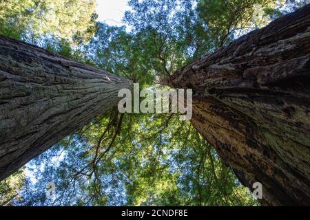 Riesige Redwoods auf dem Lady Bird Johnson Trail im Redwood National Park, Kalifornien, USA Stockfoto