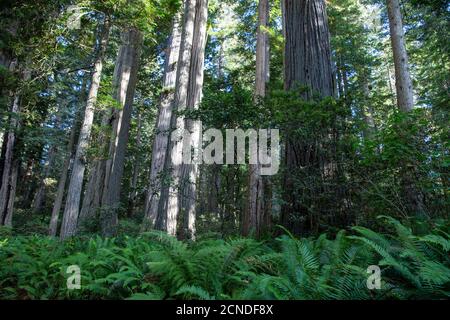 Riesige Redwood Bäume auf dem Trillium Trail, Redwood National und State Parks, Kalifornien, USA Stockfoto