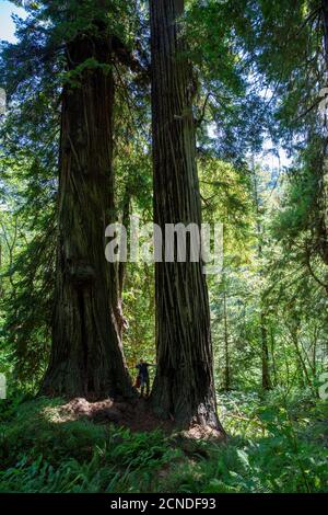 Wanderer zwischen riesigen Redwood-Bäumen auf dem Trillium Trail, Redwood National and State Parks, Kalifornien, USA Stockfoto