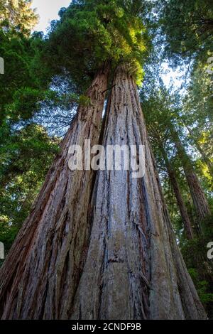 Riesige Redwoods auf dem Lady Bird Johnson Trail im Redwood National Park, Kalifornien, USA Stockfoto