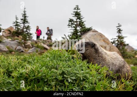 Erwachsene Murmeltier (Marmota caligata), auf dem Deadhorse Creek Trail, Mount Rainier National Park, Washington State, USA Stockfoto