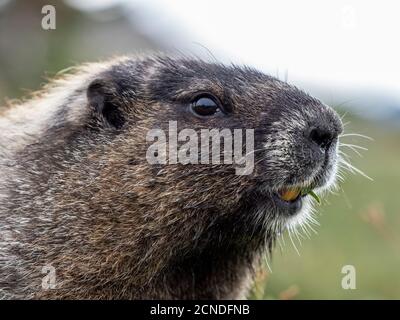 Erwachsene Murmeltier (Marmota caligata), auf dem Skyline Trail, Mount Rainier National Park, Washington State, USA Stockfoto