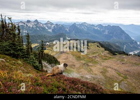 Erwachsene Murmeltier (Marmota caligata), auf dem Skyline Trail, Mount Rainier National Park, Washington State, USA Stockfoto