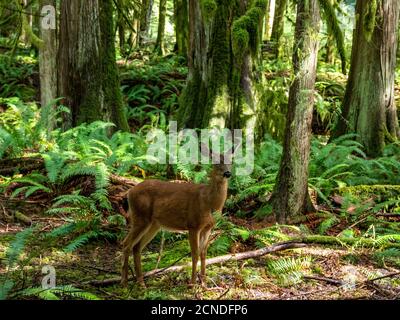 Columbian Black-tailed Deer (Odocoileus hemionus columbianus), Olympic National Park, Washington State, Vereinigte Staaten von Amerika Stockfoto