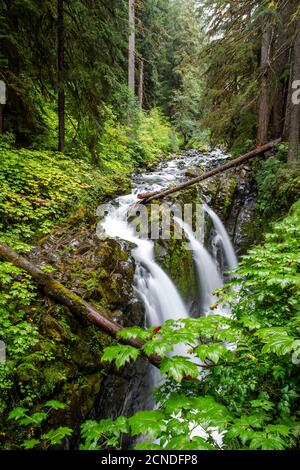 Wasserfall auf dem Sol Duc Falls Trail, Sol Duc Valley, Olympic National Park, Washington State, Vereinigte Staaten von Amerika Stockfoto