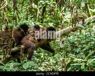 Ein erwachsener schwarzer Kapuzineraffe (Sapajus nigritus) mit einem Jungen auf dem Rücken bei den Iguacu Fällen, Provinz Misiones, Argentinien Stockfoto