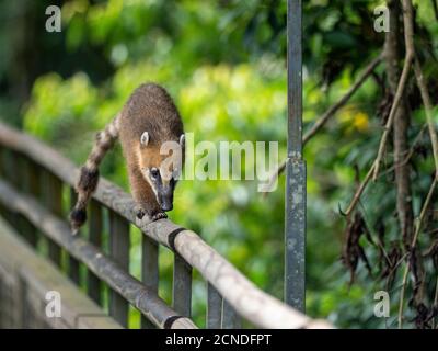 Junge südamerikanische Koati (Nasua nasua), in der Nähe des Weges bei den Iguacu Fällen, Misiones Provinz, Argentinien Stockfoto