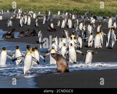 Jungtiere antarktische Pelzrobbe (Arctocephalus gazella) in der Brandung in Gold Harbor, Südgeorgien, Polarregionen Stockfoto