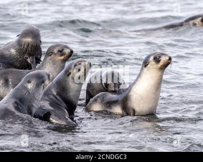 Junge antarktische Seehunde (Arctocephalus gazella) in der Brandung auf Prion Island, Südgeorgien, Polarregionen Stockfoto