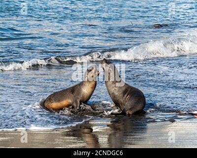 Junge antarktische Pelzrobben (Arctocephalus gazella) in der Brandung in Gold Harbor, Südgeorgien, Polarregionen Stockfoto