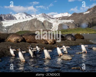 Erwachsene Gentoo-Pinguine (Pygoscelis papua), in der Nähe von Elefantenrobben in Gold Harbor, Südgeorgien, Polarregionen Stockfoto