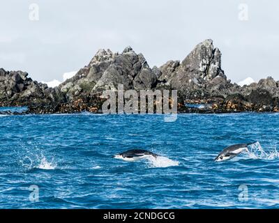 Erwachsene Kinnriemen Pinguine (Pygoscelis antarcticus), porpoisierend durch das Meer in Cooper Bay, Südgeorgien, Polarregionen Stockfoto