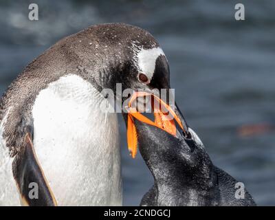 Erwachsener Gentoo-Pinguin (Pygoscelis papua), füttert sein Küken auf Prion Island, Bay of Isles, South Georgia, Polarregionen Stockfoto
