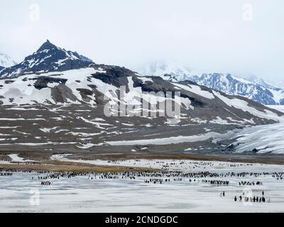 Königspinguine (Aptenodytes patagonicus), die auf gefrorenem Gletscherabfluss in St. Andrews Bay, Südgeorgien, Polarregionen, geschmolzen sind Stockfoto