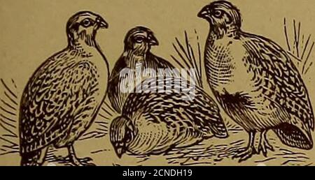 . The Game Züchter . an, Ringueck, Chinese, Golden, Silver, Amherst und Reeves. Wood Duck, Mallard und Grey Call Duck Eier. Alle Eier, die ich verschippe, sind garantiert von nicht verwandten, reinrassigen, starken, gesunden Vögeln, richtig gepackt; alle Eier werden garantiert nicht älter als drei Tage, wenn sie meine Farm verlassen. Ich Stelle auch eine ganze Reihe von Spezialnahrung für das erfolgreiche Aufziehen von jungen Fasanen und Wildwasservögeln her, auch für die Fütterung der alten vögel das ganze Jahr über; schreiben Sie für Preise. WALLACE EVANS GAME FARM, ST. CHARLES, ILL. Größte und erfolgreichste Züchter von Fasanen, Wildwasser-Fow Stockfoto