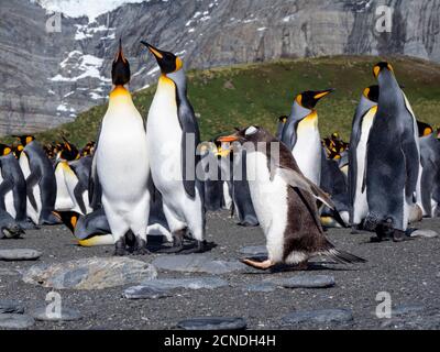 Erwachsener Gentoo-Pinguin (Pygoscelis papua), am Strand mit Königspinguinen in Gold Harbor, Südgeorgien, Polarregionen Stockfoto