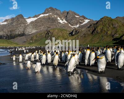 Erwachsene Pinguine (Pygoscelis papua), am Strand mit Königspinguinen in Gold Harbor, Südgeorgien, Polarregionen Stockfoto