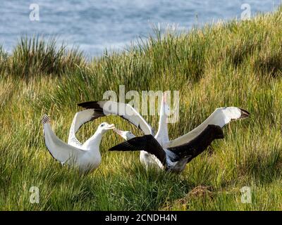 Wandering Albatross (Diomedea exulans) Trio in Balz Display auf Prion Island, Bay of Isles, South Georgia, Polar Regionen Stockfoto