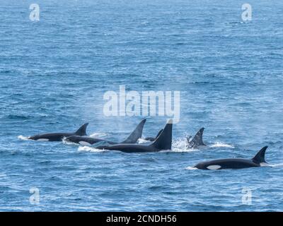 Eine Schote von Typ-A-Killerwalen (Orcinus Orca), die vor der Nordwestküste von Südgeorgien, Polarregionen, auftauchen Stockfoto