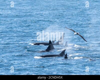 Eine Schote von Typ-A-Killerwalen (Orcinus Orca), die vor der Nordwestküste von Südgeorgien, Polarregionen, auftauchen Stockfoto