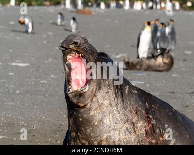 Junge südliche Elefantenrobbe Stier (Mirounga leoninar), die am Strand in Gold Harbor, Südgeorgien, Polarregionen Stockfoto