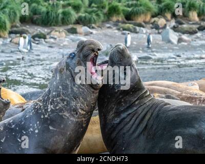 Junge südliche Elefanten Robbenbullen (Mirounga leoninar), Scheinkämpfe am Strand in Gold Harbor, Südgeorgien, Polarregionen Stockfoto