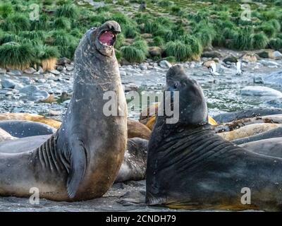 Junge südliche Elefanten Robbenbullen (Mirounga leoninar), Scheinkämpfe am Strand in Gold Harbor, Südgeorgien, Polarregionen Stockfoto