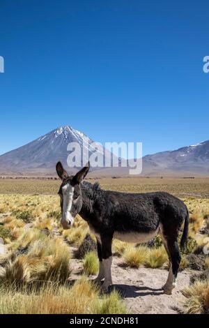 Wilder Burro (Equus africanus asinus) vor Licancabur stratovulcano, Anden Zentral vulkanischen Zone, Chile Stockfoto