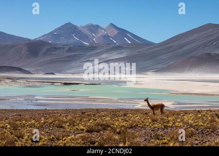 Adulte vicuna (Vicugna vicugna), in der zentralen Andenvulkanischen Zone, Region Antofagasta, Chile Stockfoto