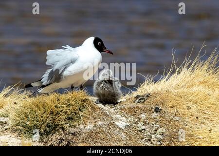 Eine Erwachsene Andenmöwe (Chroicocephalus serranus), mit Küken in der Nähe ihres Nestes, Andenzentrale vulkanische Zone, Chile Stockfoto