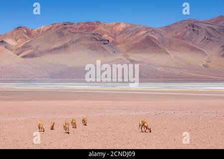 Erwachsene Vicunas (Vicugna vicugna), in der zentralen Andenvulkanzone, Antofagasta Region, Chile Stockfoto