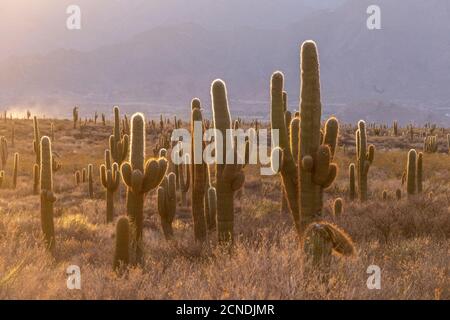 Sonnenuntergang am argentinischen saguaro Kaktus (Echinopsis terscheckii), Los Cardones Nationalpark, Salta Provinz, Argentinien Stockfoto