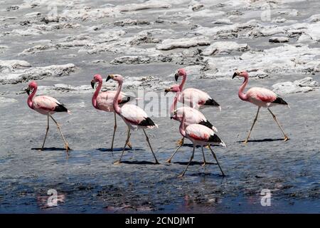 Andenflamingos (Phoenicoparrus andinus), Laguna Tara, Nationalpark Los Flamencos, Region Antofagasta, Chile Stockfoto