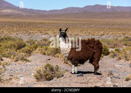 Lama glama, in der Nähe der Route 33, Piedra del Molino, Nationalpark Los Cardones, Provinz Salta, Argentinien Stockfoto