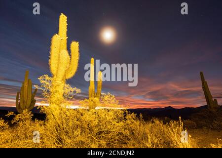 Mondschein über den argentinischen saguaro Kaktus (Echinopsis terscheckii), Los Cardones National Park, Salta Province, Argentinien Stockfoto