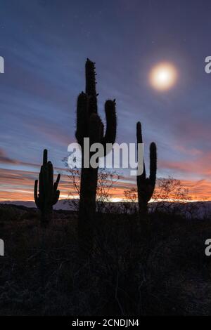 Mondschein über den argentinischen saguaro Kaktus (Echinopsis terscheckii), Los Cardones National Park, Salta Province, Argentinien Stockfoto