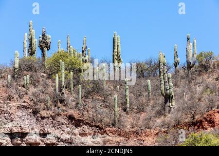 Argentinischer saguaro Kaktus (Echinopsis terscheckii), Los Cardones Nationalpark, Salta Provinz, Argentinien Stockfoto