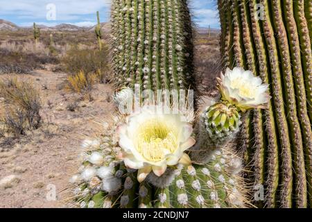 Argentinischer saguaro Kaktus (Echinopsis terscheckii) in Blüte, Los Cardones Nationalpark, Salta Provinz, Argentinien Stockfoto