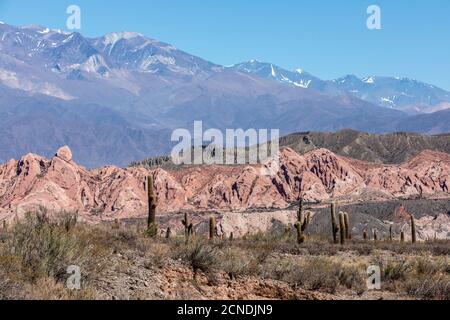 Argentinischer saguaro Kaktus (Echinopsis terscheckii), Los Cardones Nationalpark, Salta Provinz, Argentinien Stockfoto