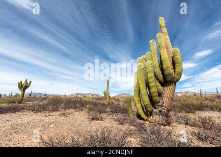 Argentinischer saguaro Kaktus (Echinopsis terscheckii), Los Cardones Nationalpark, Salta Provinz, Argentinien Stockfoto