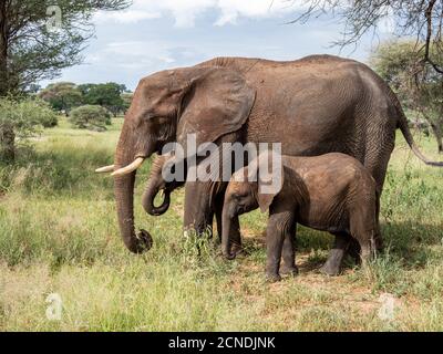 Afrikanischer Buschelefant (Loxodonta africana), Mutter und Kälber, Tarangire-Nationalpark, Tansania, Ostafrika, Afrika Stockfoto