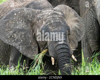 Ein junger afrikanischer Buschelefant (Loxodonta africana), Tarangire Nationalpark, Tansania, Ostafrika, Afrika Stockfoto