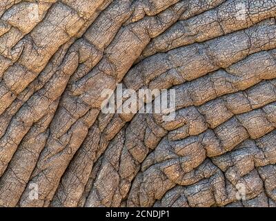 Afrikanischer Buschelefant (Loxodonta africana), Hautdetail, Tarangire Nationalpark, Tansania, Ostafrika, Afrika Stockfoto
