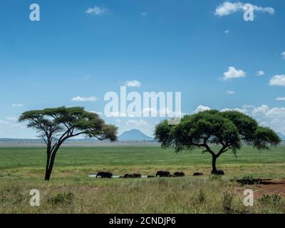 Eine Herde afrikanischer Buschelefanten (Loxodonta africana), Tarangire Nationalpark, Tansania, Ostafrika, Afrika Stockfoto