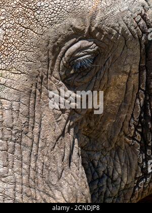 Afrikanischer Buschelefant (Loxodonta africana), Gesichtsdetails, Tarangire Nationalpark, Tansania, Ostafrika, Afrika Stockfoto