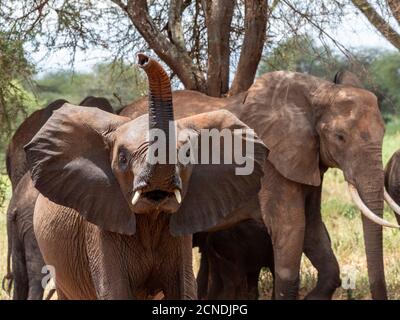 Ein junger afrikanischer Buschelefant (Loxodonta africana), Tarangire Nationalpark, Tansania, Ostafrika, Afrika Stockfoto