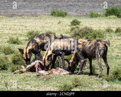 Afrikanische Wildhunde (Lycaon pictus), Fütterung auf einem wildebeest Kalb töten im Serengeti Nationalpark, Tansania, Ostafrika, Afrika Stockfoto